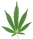 Marijuana Domain Names For Sale